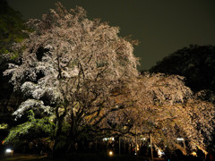 夜桜賛歌
