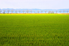 poetic fields 