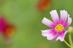 Pink Lady