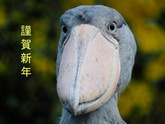 おめでとうございます