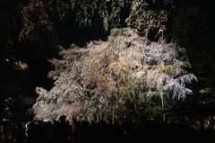 夜桜幻夢