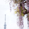 藤見天神