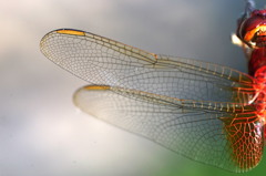 flying stained glass