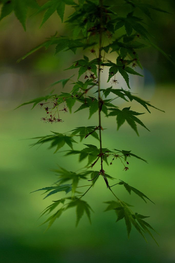 春の線香花火