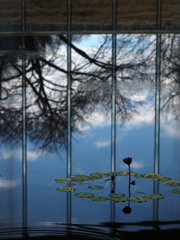 青空に恋して