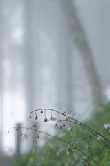 雨情無情