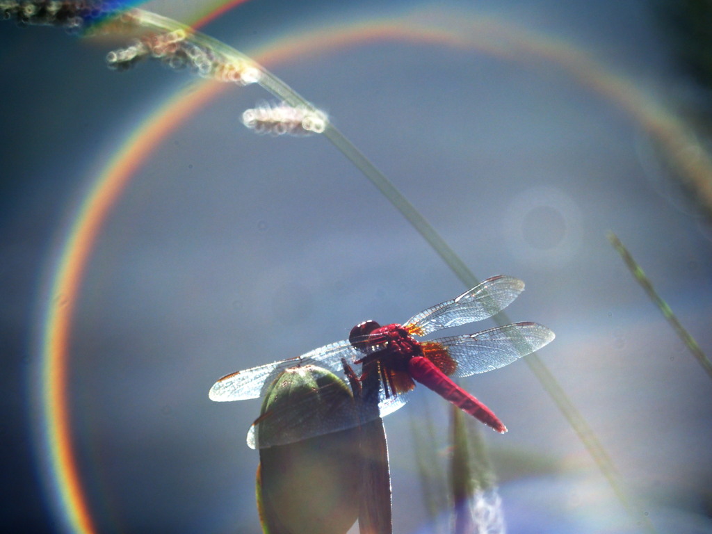 Under the Rainbow
