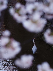 花見鳥