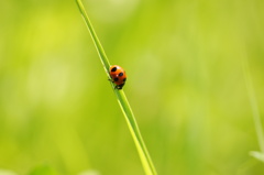 green world