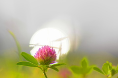 花食
