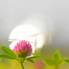 花食