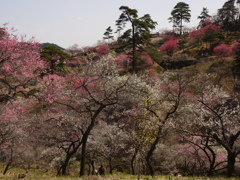 梅源郷