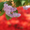 桜燃ゆる