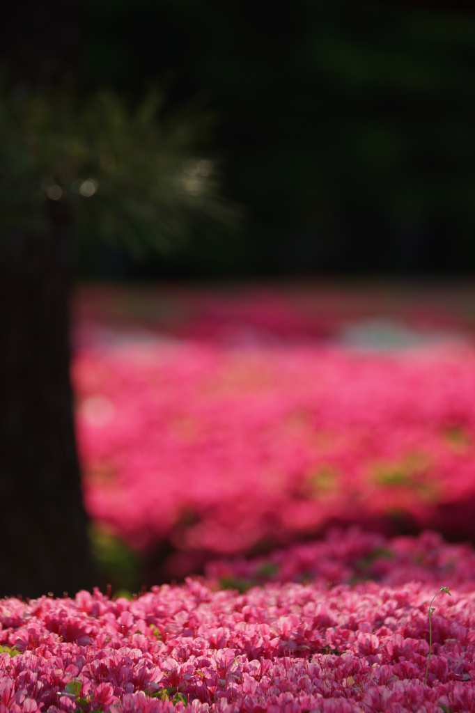 Velvet carpet