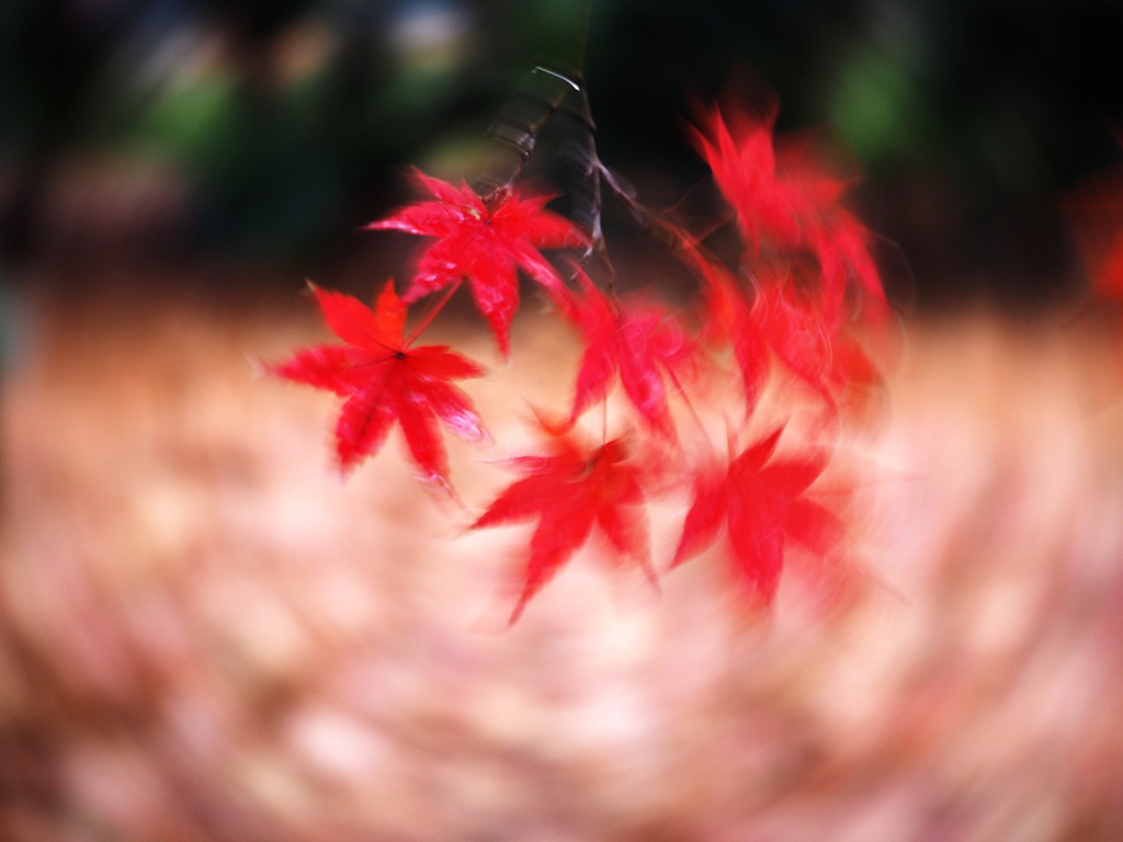 momiji B