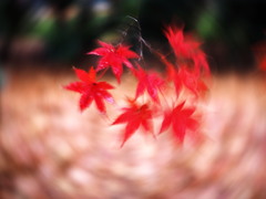 momiji B