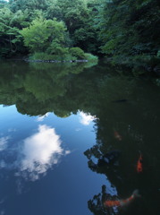 鯉の棲む池