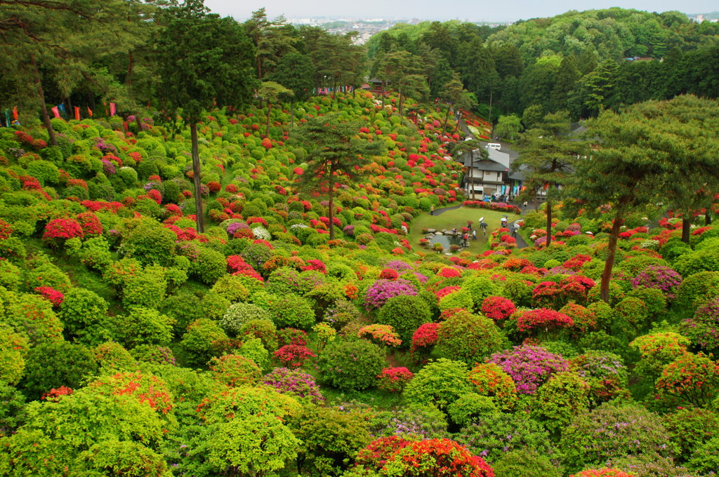 ツツジのお寺