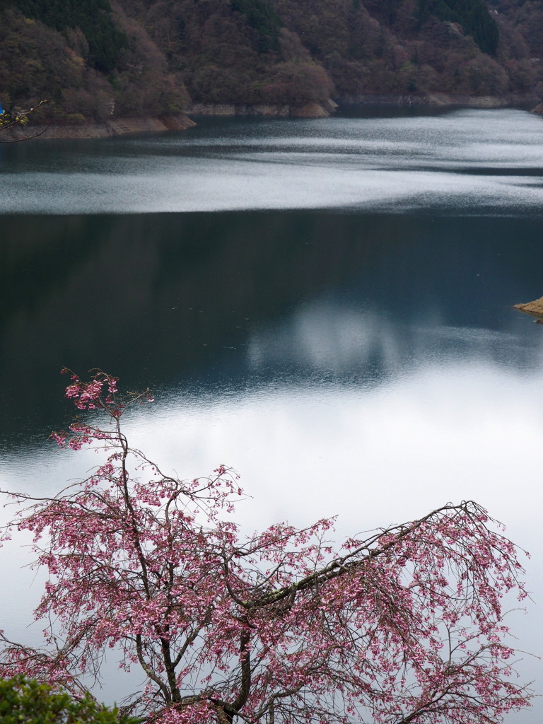 雨桜（あまざくら）