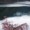 雨桜（あまざくら）