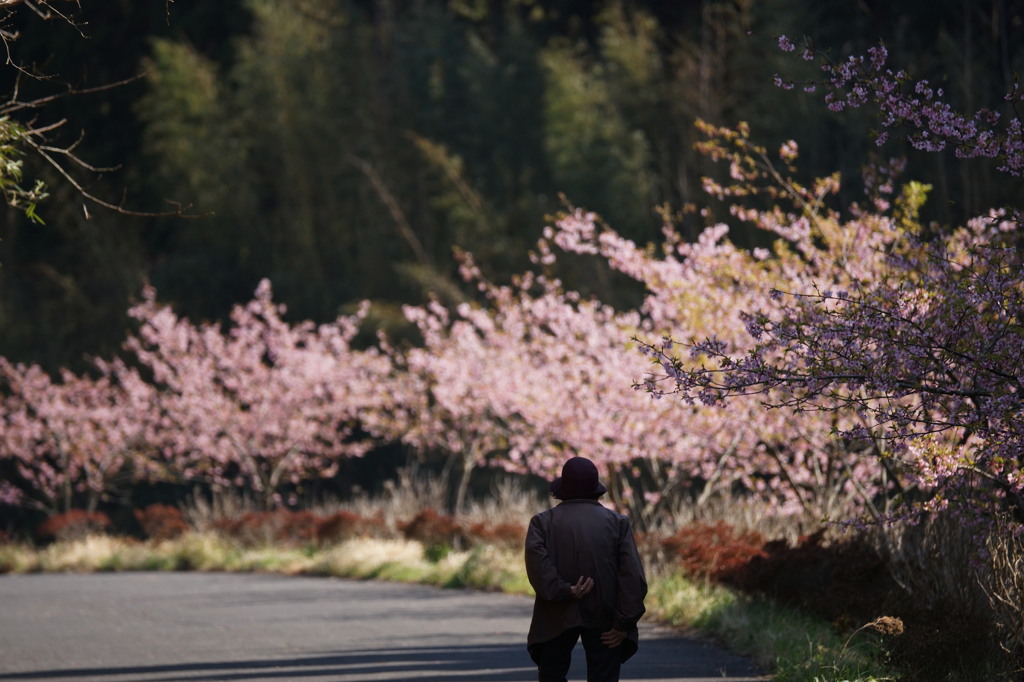 桜道