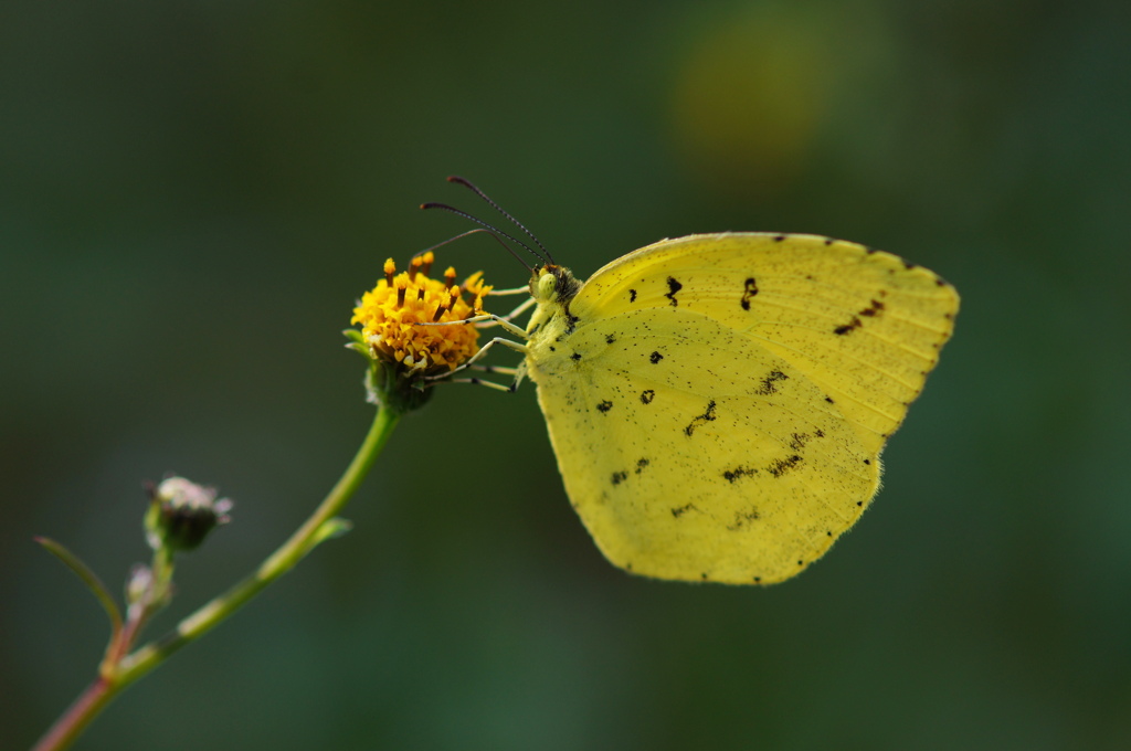 Yellow Straw