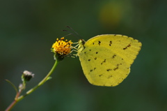 Yellow Straw