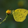 Yellow Straw