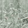 紅