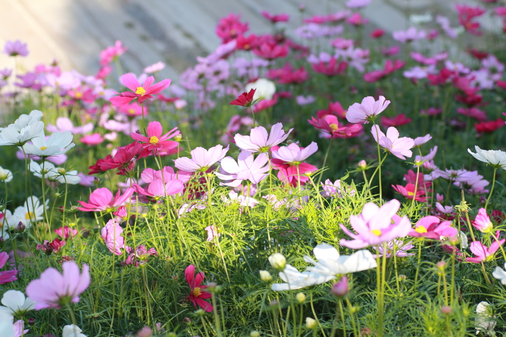 陽だまりの秋桜