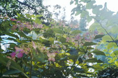 紫陽花
