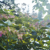 紫陽花