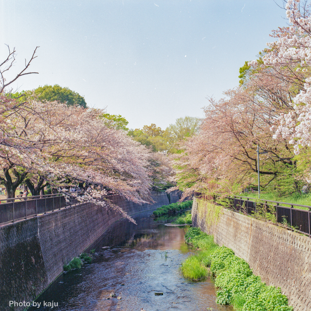 河川敷と桜