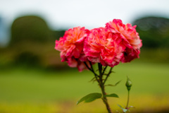 梅雨の薔薇