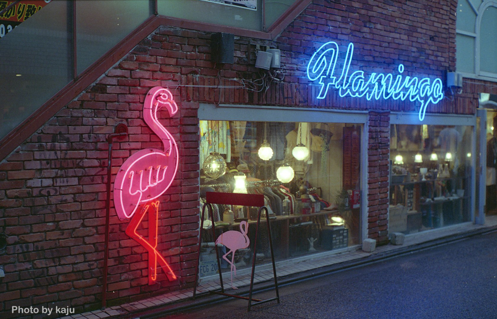 Flamingo