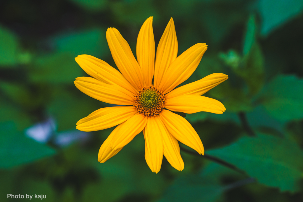 Smooth Oxeye