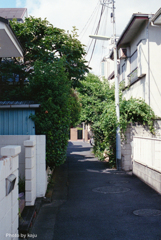 緑のトンネル