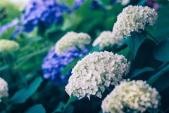 白い紫陽花