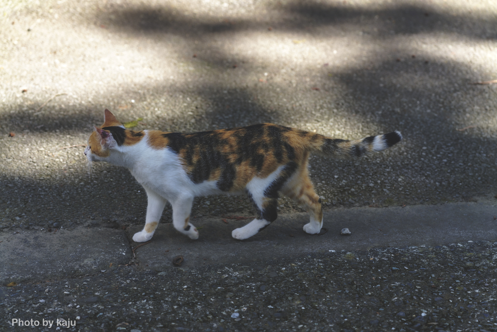 通り過ぎる猫
