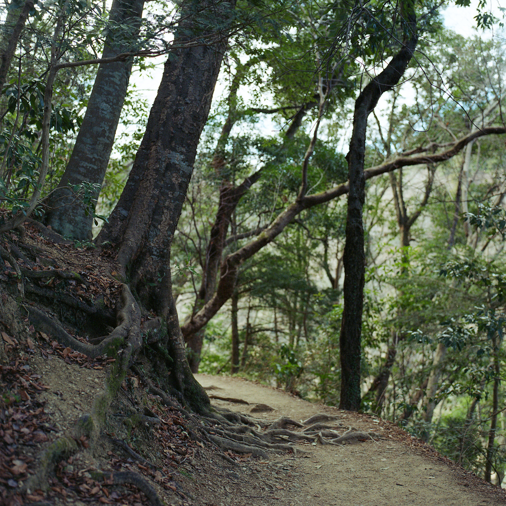 高尾山4号路_曲り角