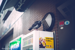 鳩も一服