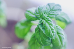 Basil