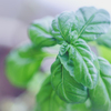 Basil
