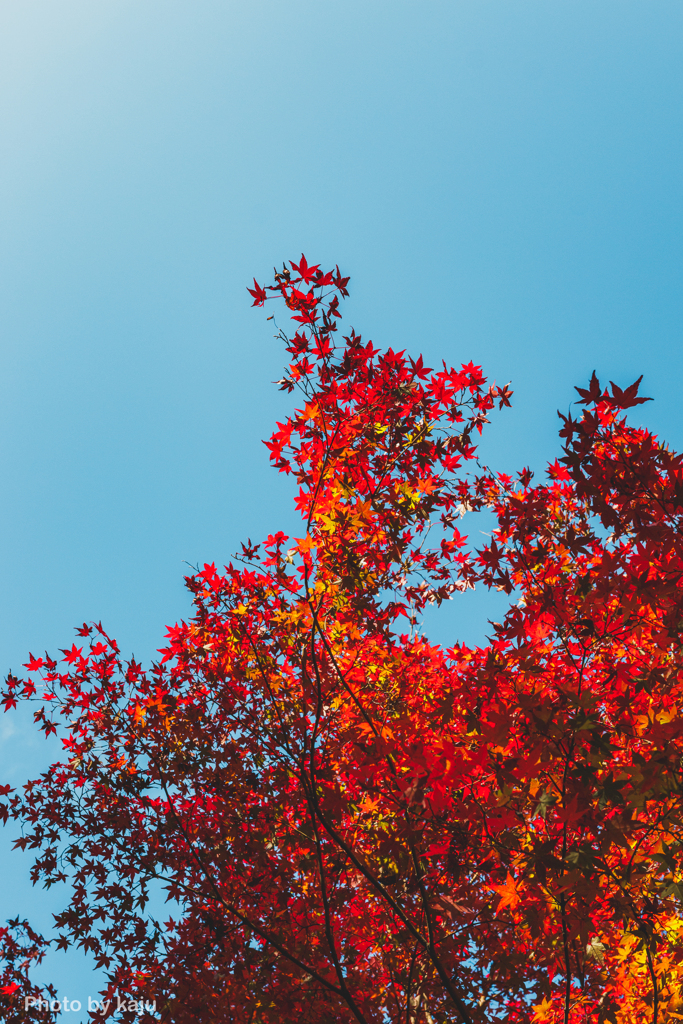 いつかの紅葉