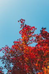いつかの紅葉