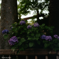 日陰の紫陽花