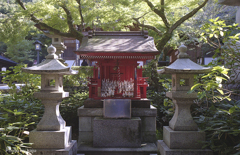 狐
