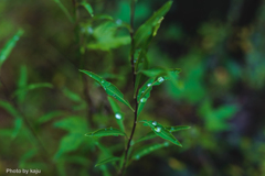 水玉