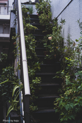 植物階段
