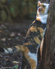爪を研ぐ猫